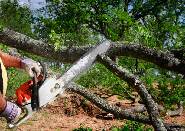 Mulching Services in Taylor Mill, KY